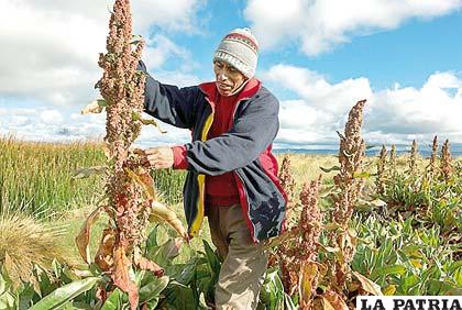 La FAO aprecia a la quinua en la lucha contra el hambre