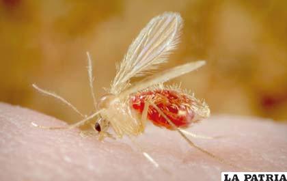 El mosquito transmisor de la leishmaniasis