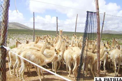 Comunidades se encuentran en campaña de captura y esquila de vicuñas