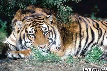 El tigre, es el felino más grande de la tierra