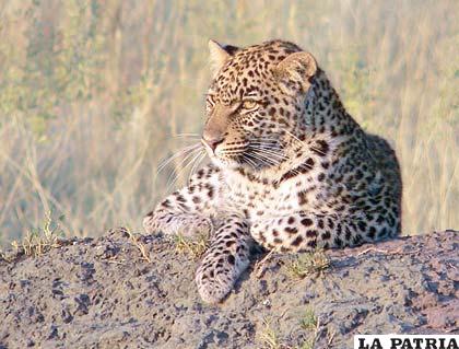 El leopardo, un especialista en la captura de primates