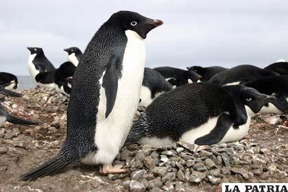 Los pingüinos Adelaida o Adelie miden unos 76 centímetros y pesan cuatro kilos
