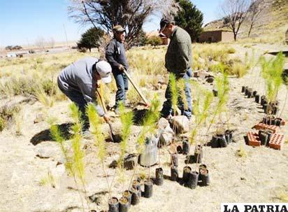Además del municipio de Oruro, se elaboraron estudios a diseño final para viveros de Huanuni, Poopó y Antequera