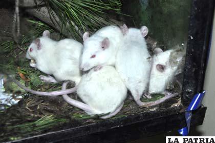 Las ratas del zoológico son limpias y libres de cualquier tipo de enfermedad