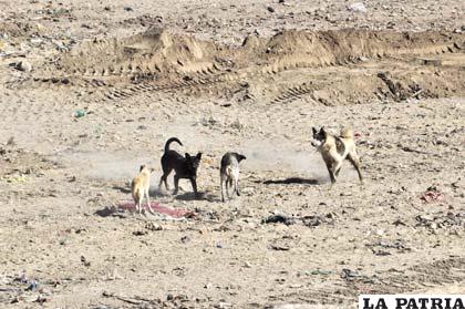 Continúan reportes de casos de rabia en Oruro