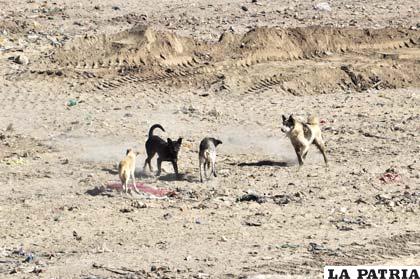 Continúan reportes de casos de rabia en Oruro