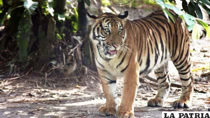 Tigre de Malasia, símbolo y emblema del escudo de armas del Sudeste Asiático
