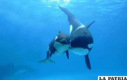 Dos ejemplares de estos bellos mamíferos acuáticos