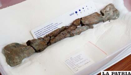 Presentan restos del primer dinosaurio carnívoro hallado en Venezuela