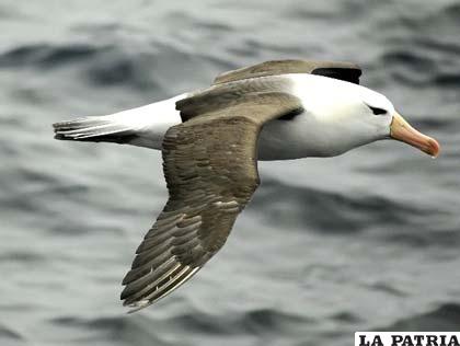 El albatros, similar a un avión