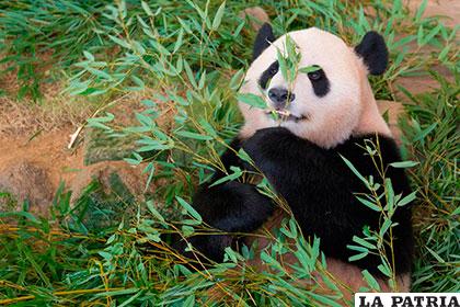 Declaran en peligro al santuario de pandas gigantes de Sichuan