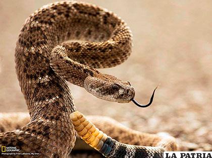 La letal serpiente pasa la vida reptando