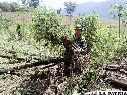 Se erradicarán alrededor de 50 hectáreas ilegales de coca en el Parque Nacional Madidi /ABI