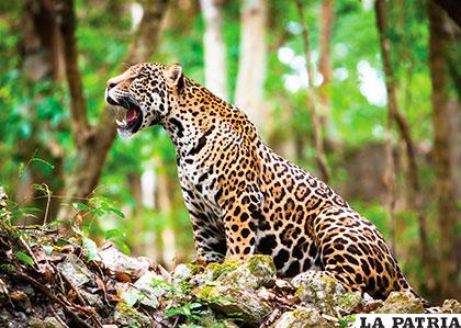 Un imponente jaguar