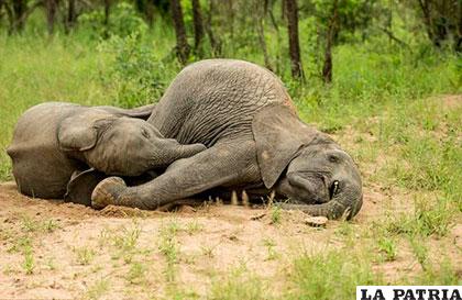 Son víctimas de una creciente plaga de elefantes envenenados por cazadores furtivos