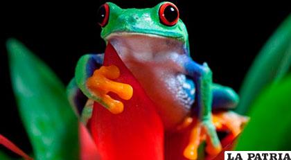 La rana tiene patas de color naranja y muslos con tonos púrpura tornasolado