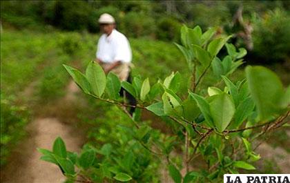 La declaración de emergencia es por 60 días en principal zona de cultivos ilegales de hoja de coca