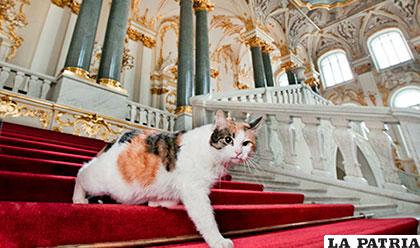 65 gatos cuidan las obras del museo Hermitage en San Petersburgo
