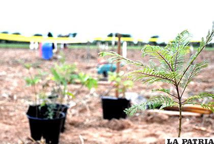 En el municipio de Fernández Alonso se plantarán cerca de 15.000 arbolitos /ABI
