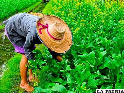 La agricultura busca respeto ambiental y social