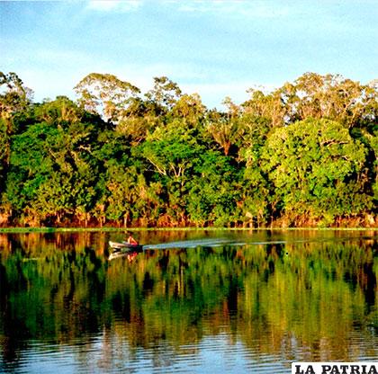 La selva amazónica es una de las regiones con mayor biodiversidad en el mundo