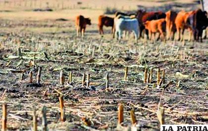Cultivos dañados a consecuencia de la sequía en Potosí