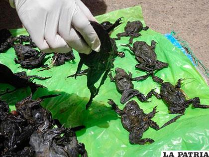 Las 10.000 ranas que murieron fueron halladas a lo largo de 50 kilómetros del río Coata