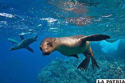 La reserva marina de las Islas Galápagos, posee una extensión de 133.000 kilómetros cuadrados