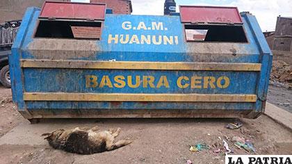 Uno de los canes que habría sido envenenado en Huanuni /ALMA PRO PATITAS
