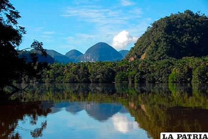 Una vista del bosque más importante del planeta