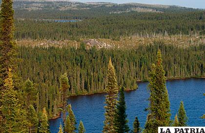 El bosque boreal encierra las coníferas más grandes del mundo