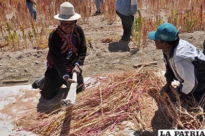 Comunarios de Salinas de Garci Mendoza preocupados por la falta de lluvias