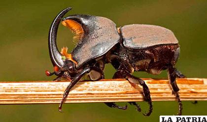 Los escarabajos tienen 66 veces más especies que los mamíferos