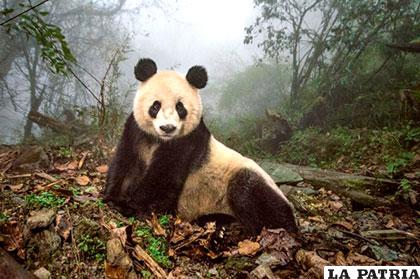 Los hábitats de los pandas disminuyeron de forma considerable desde 1990