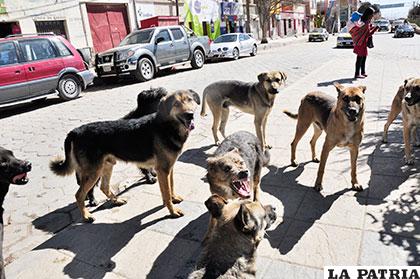 En Oruro cada vez se incrementa la cantidad de jaurías salvajes /Archivo