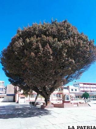 Uno de los árboles más antiguos de Oruro se encuentra 
atrapado entre cemento y ladrillos