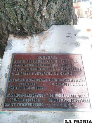 La plaqueta al pie del árbol más antiguo irónicamente homenajea a un ser vivo encerrándolo entre cemento