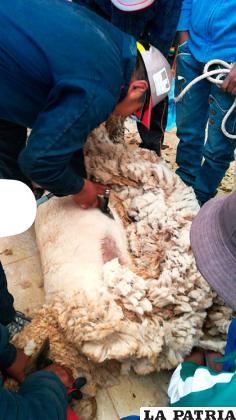 Inseminación mejora la fibra del ganado ovino