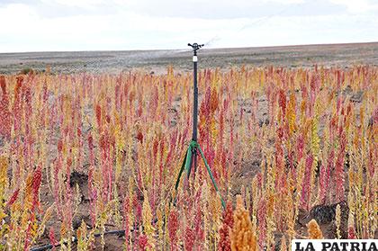Los proyectos pretenden garantizar la producción agropecuaria en Oruro