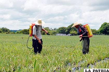 Ex guerrilleros de las FARC en el cultivo de la tierra