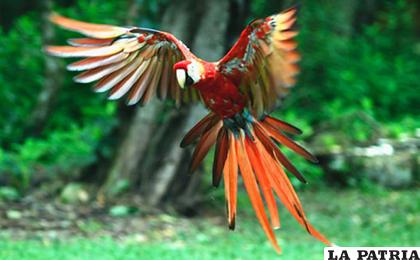 La guacamaya, ave símbolo de los mayas