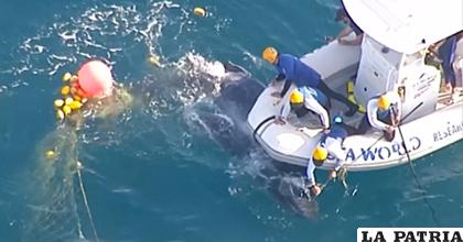 La red que atrapó a la ballena estaba destinada a los tiburones
/ MONTEVIDEO.COM.UY