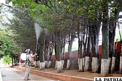 La fumigación es primordial para evitar los brotes de pulgones /LA PATRIA