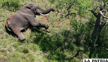 Un elefante en el Parque Nacional Kruger de Mozambique /EFE