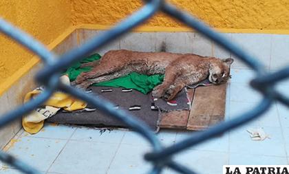 El animal llegó sin vida al zoológico andino municipal /LA PATRIA
