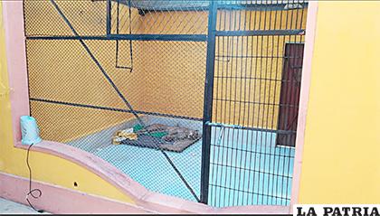 El puma andino capturado en los 
recientes días /REDES SOCIALES