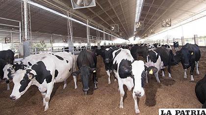 De enero a agosto, Bolivia exportó 10 millones de dólares e importó 13 millones / Los Tiempos