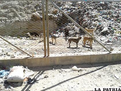 Existe gran cantidad de perros asilvestrados en el botadero municipal /LA PATRIA