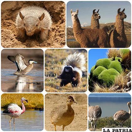Muy poco se conoce en cuanto a la etología de las especies silvestres del altiplano /LA PATRIA