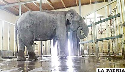 Ramba es el primer caso de rescate internacional debido a denuncias de maltrato animal de un elefante nacido en cautiverio que Brasil realiza /180. com